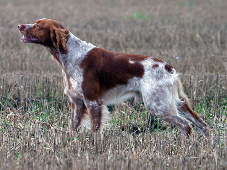 Breton