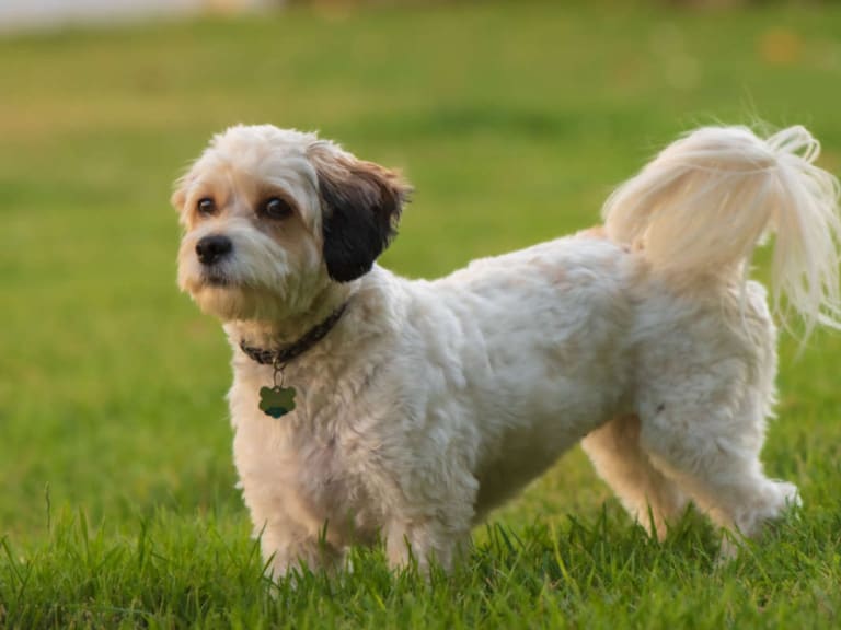 Cavachon