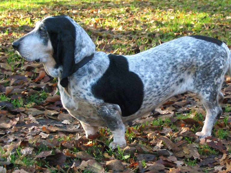 Basset bleu de gascogne