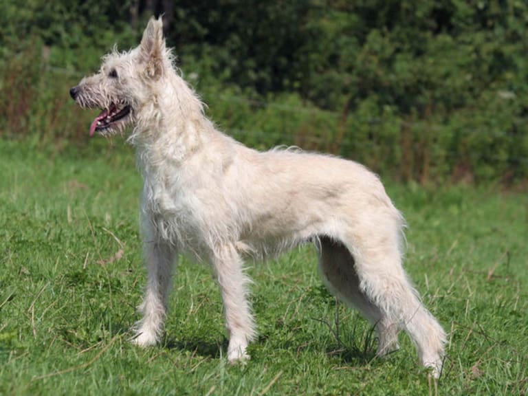 Bouvier des ardennes