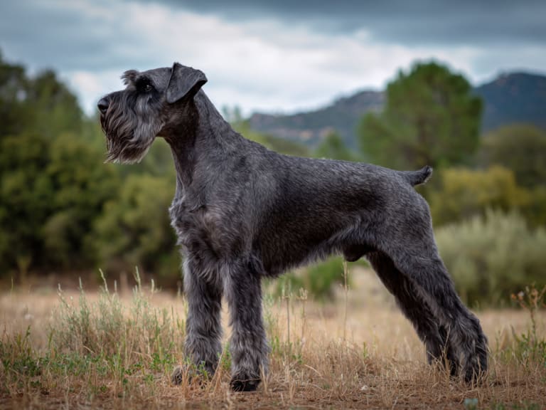 Riesenschnauzer