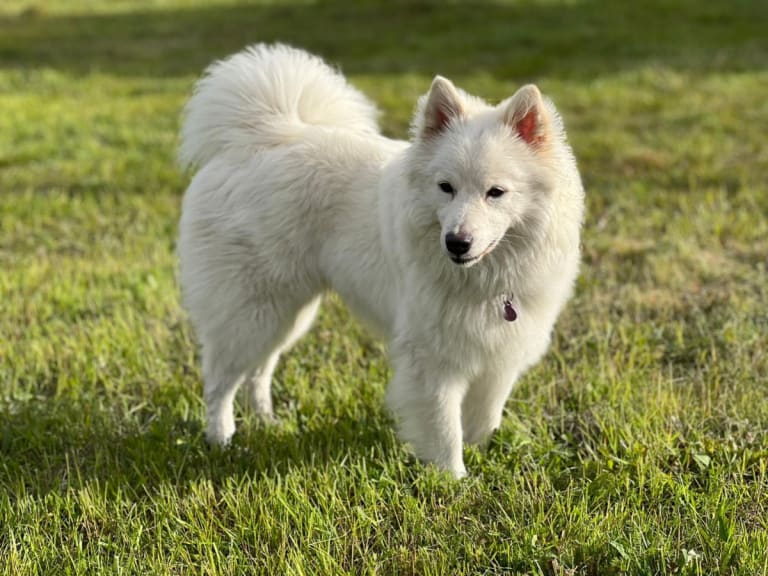Tysk spitz – gigant