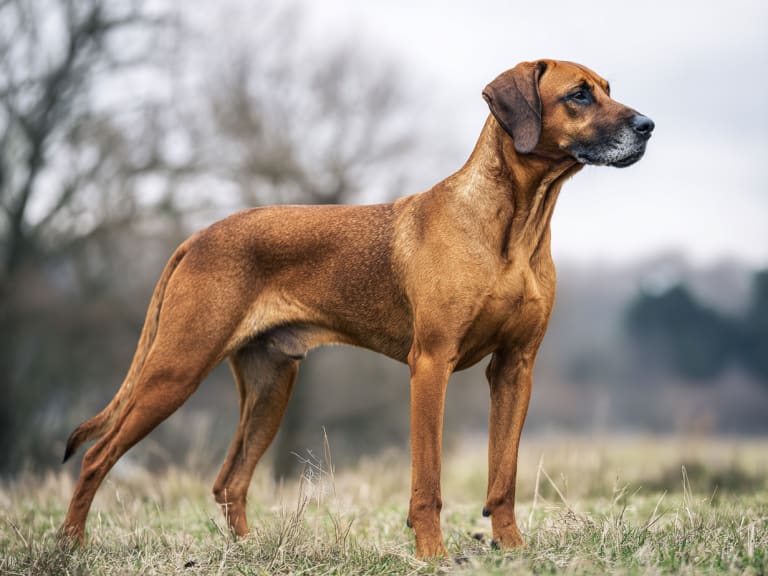 Bayersk viltsporhund