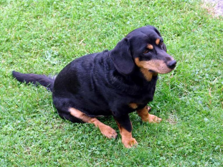 Alpe dachsbracke
