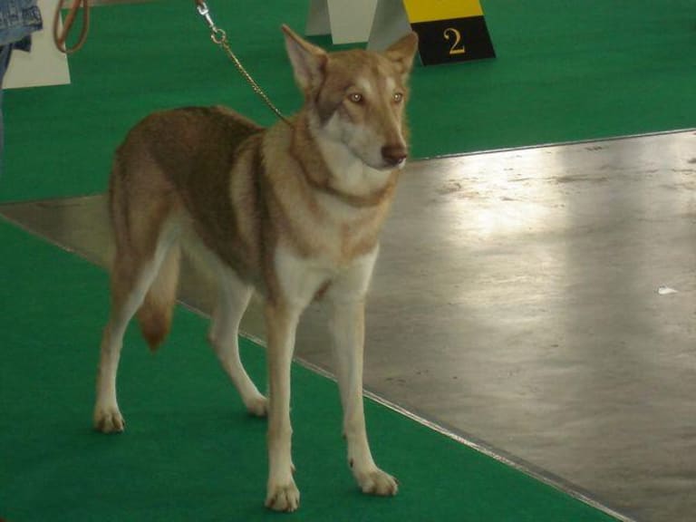 Saarloos wolfhond