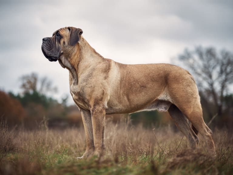 Engelsk mastiff