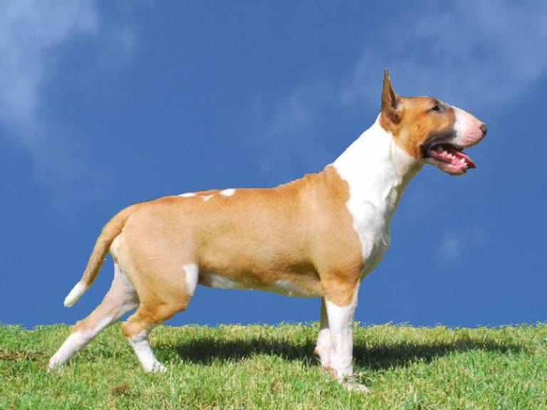 Bull terrier