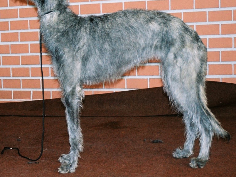 Skotsk hjortehund