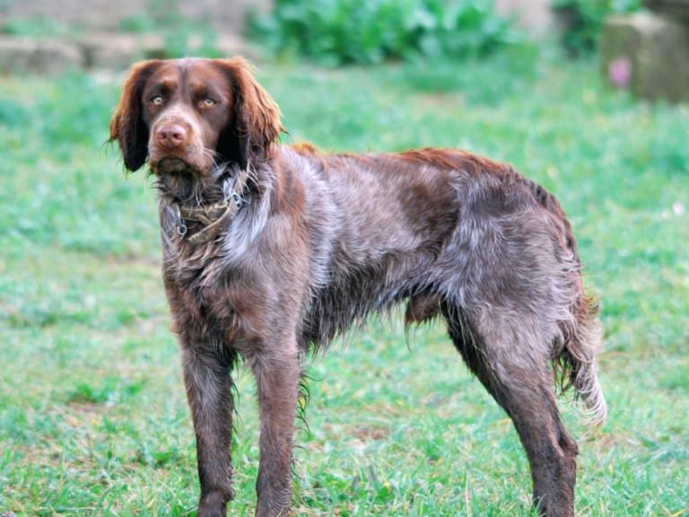 Saint-Usuge-spaniel