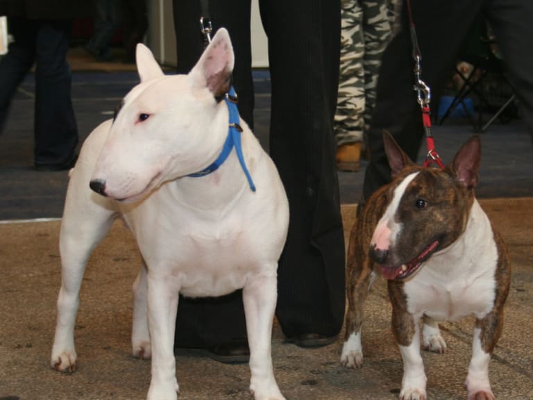 Miniature bull terrier