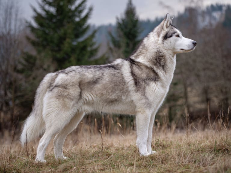 Wolfbrezze