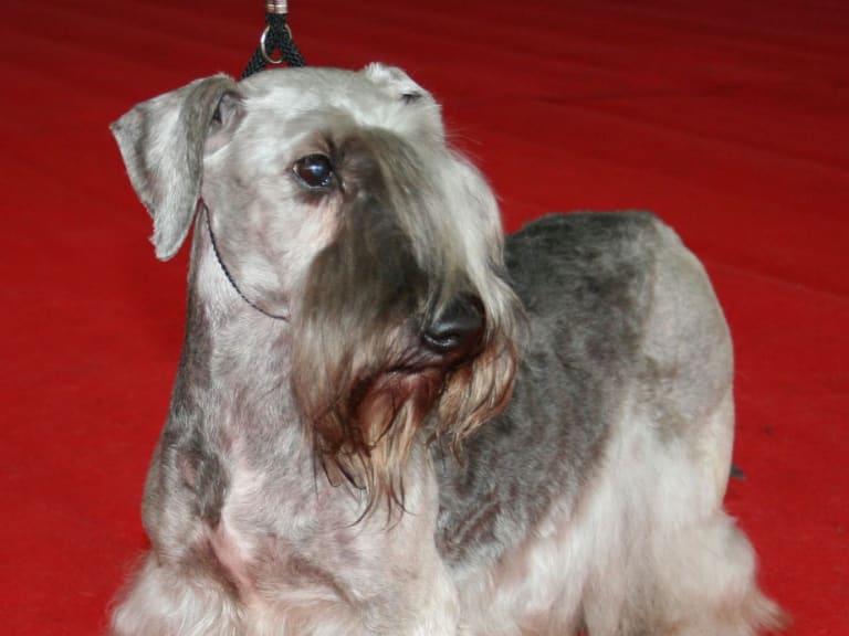 Ceskyterrier