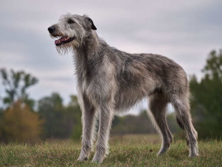 Irsk ulvehund