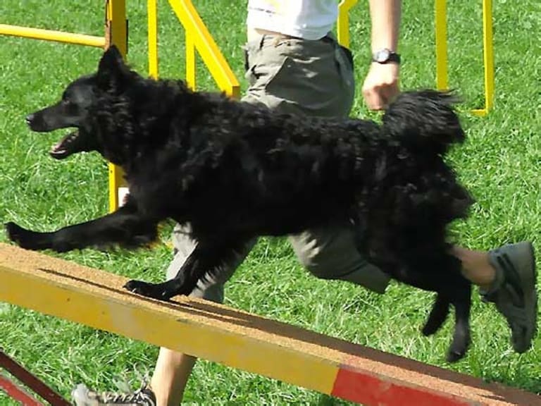 Hrvatski ovcar  (Kroatisk gjeterhund)