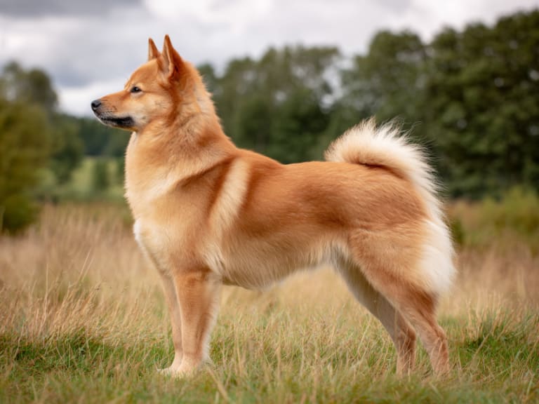 Finsk spets