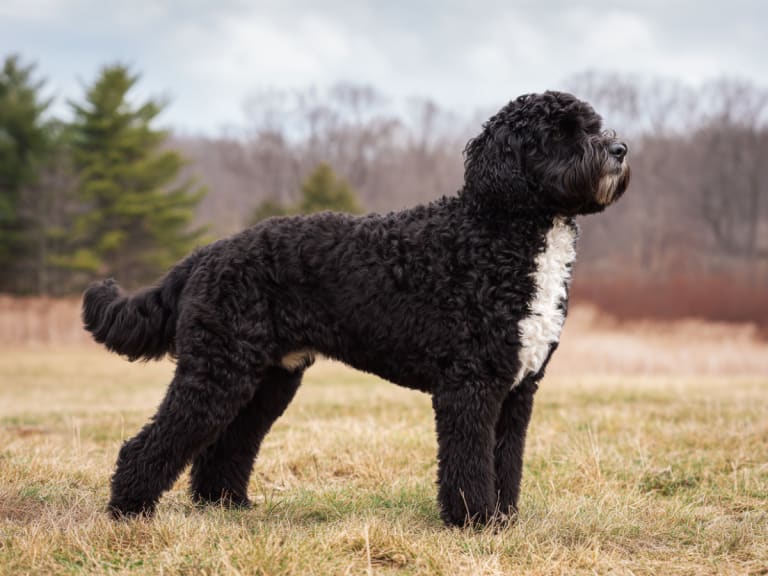Portugisisk vannhund