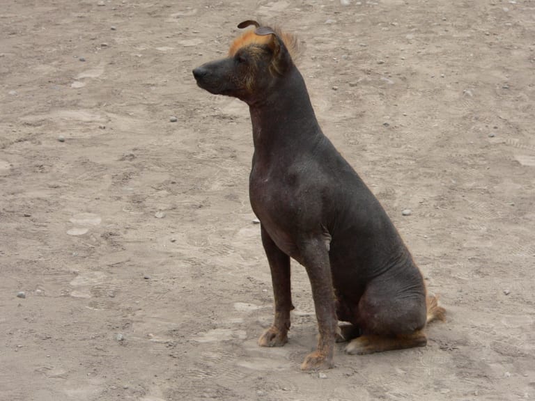 Peruviansk nakenhund