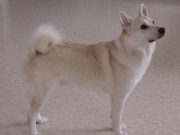 Norsk buhund