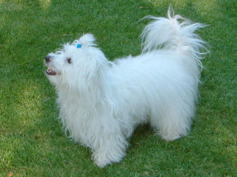 Coton de tulear