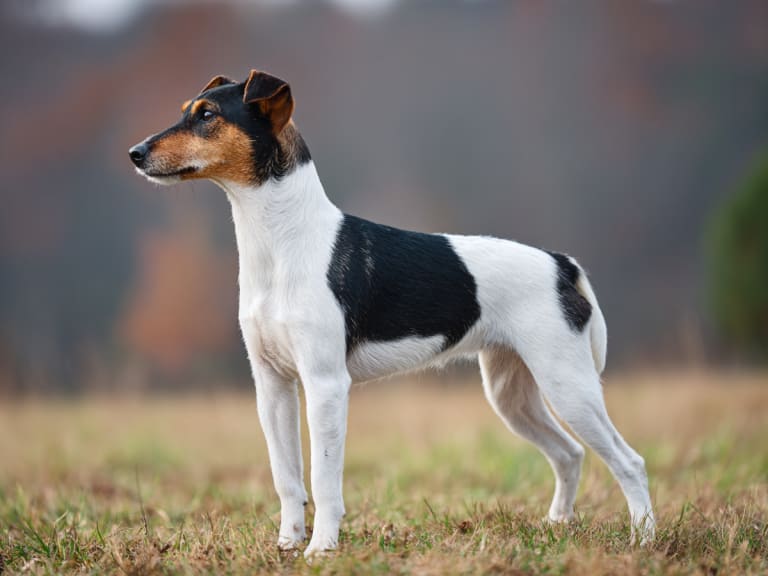 Fox terrier glatthåret