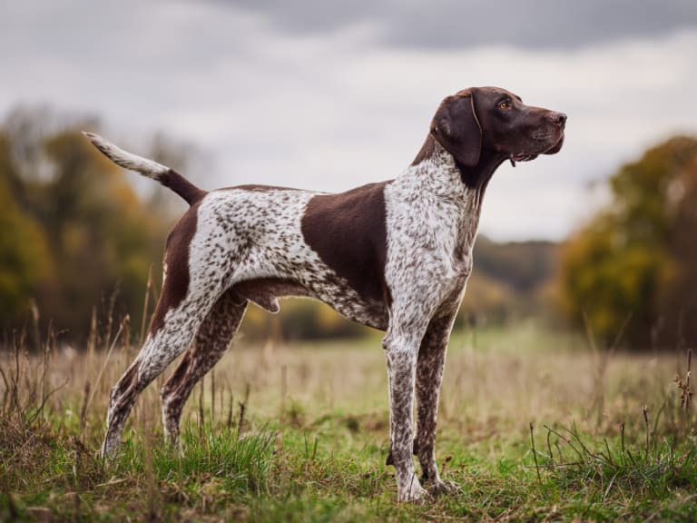 Pointer