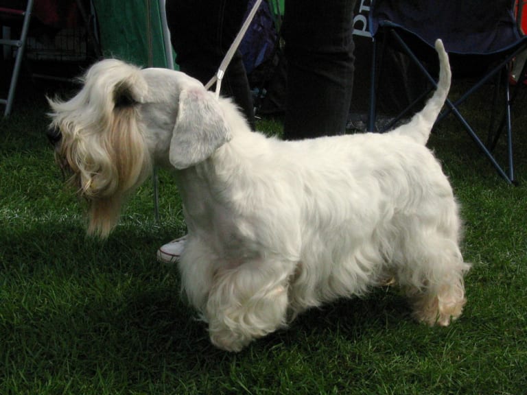 Sealyhamterrier