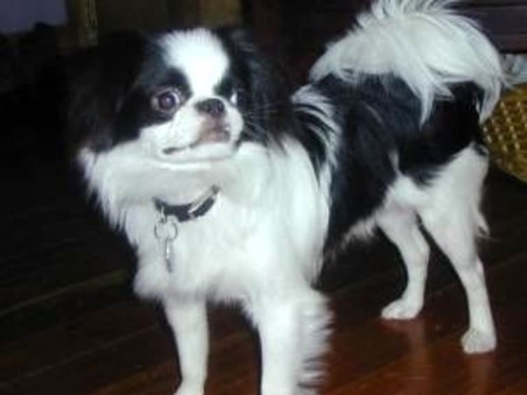 Japanese chin