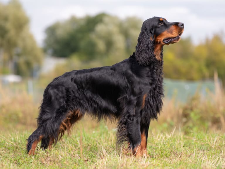 Gordon setter