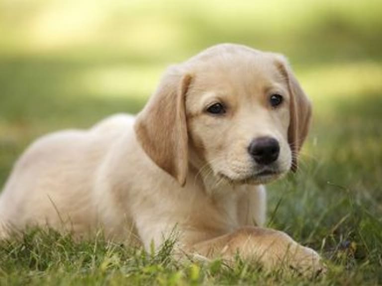 Goldador