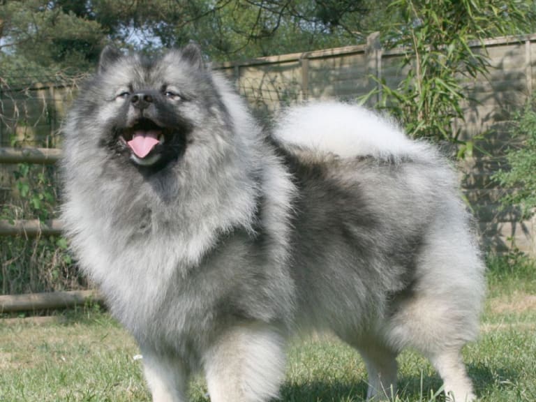 Keeshond