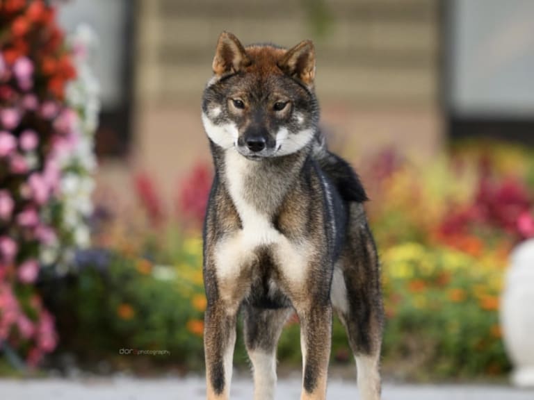 Shikoku