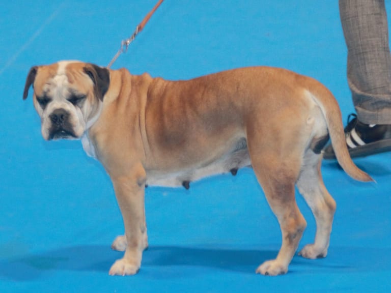 Continental bulldog