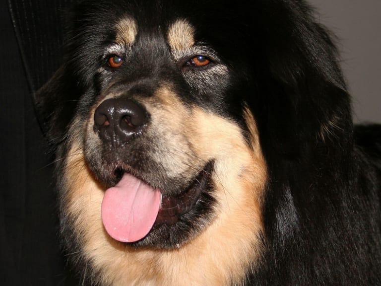 Tibetansk mastiff