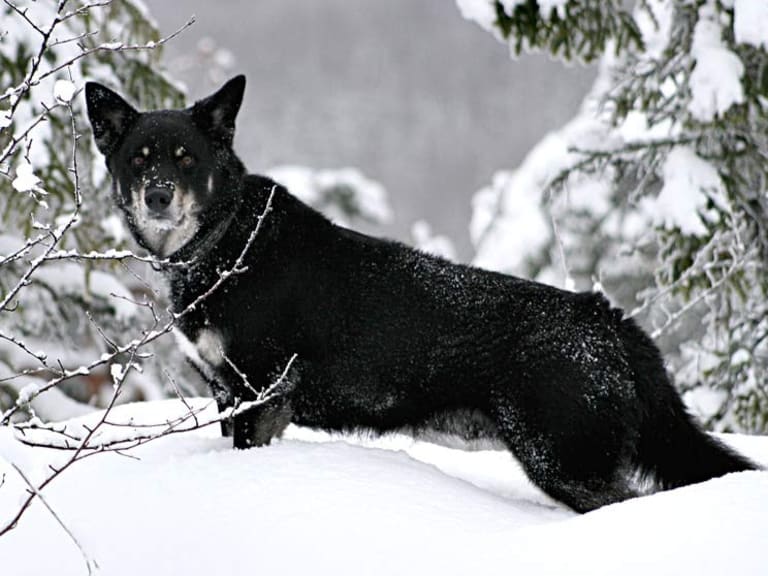 Lapsk vallhund