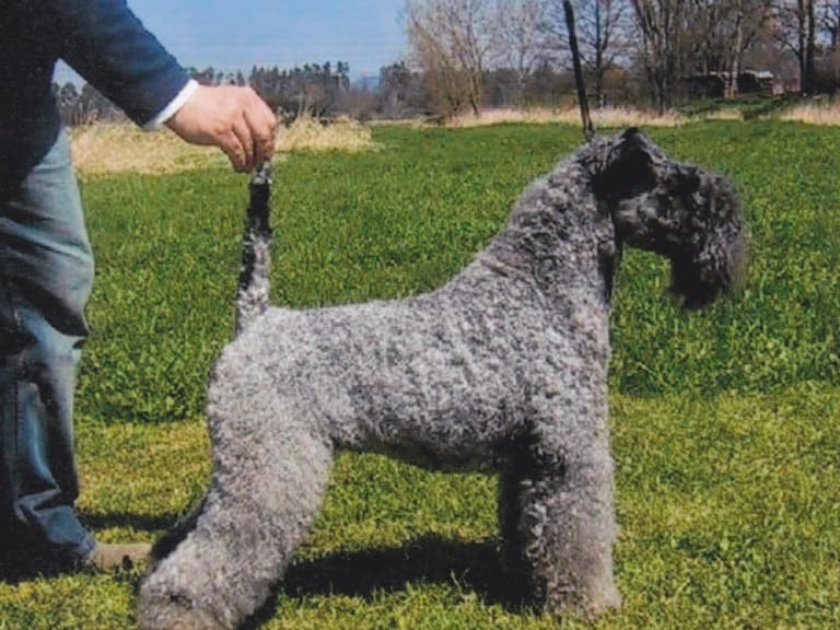 Kerry blue terrier
