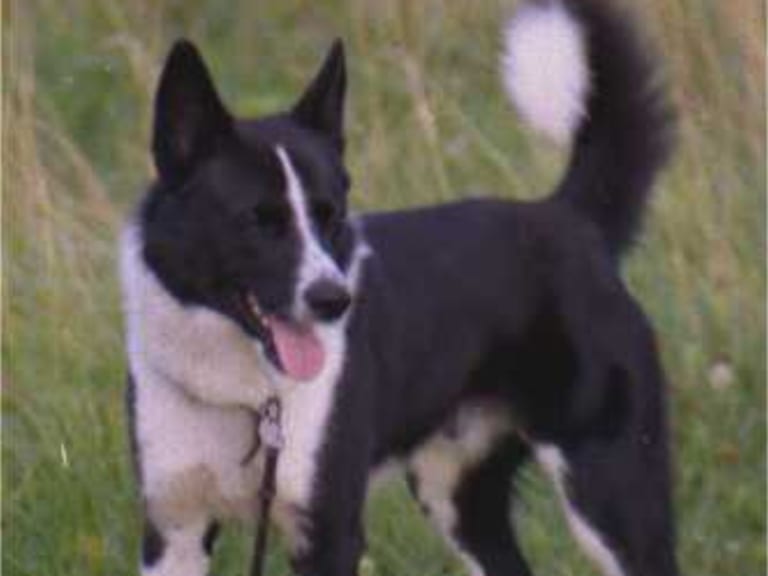 Karelsk bjørnehund
