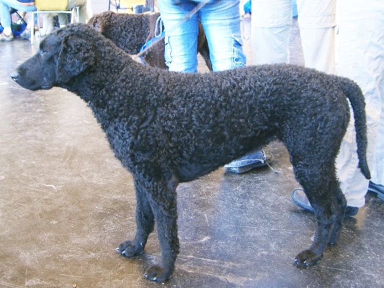 Curly coated retriever