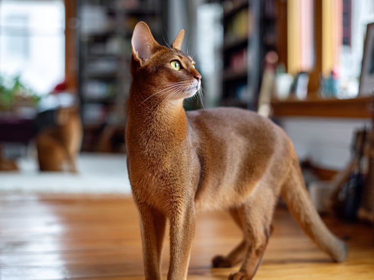 Abyssiner katt