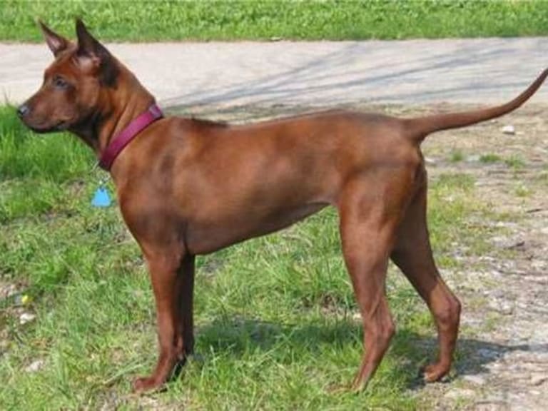 Thai ridgeback dog