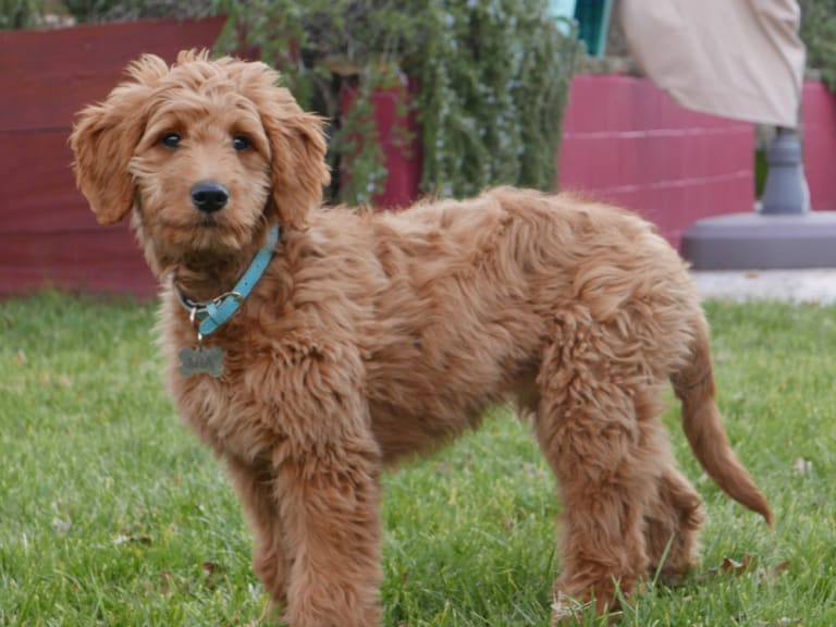 Goldendoodle