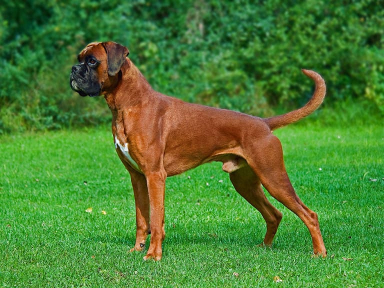 Boxer