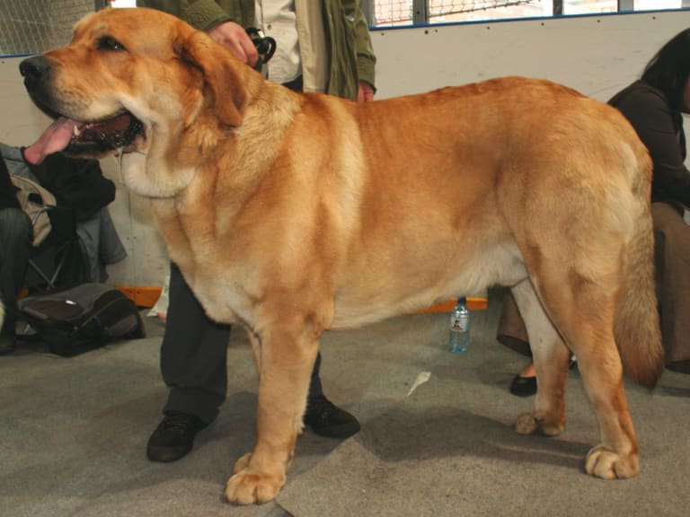 Spansk mastiff