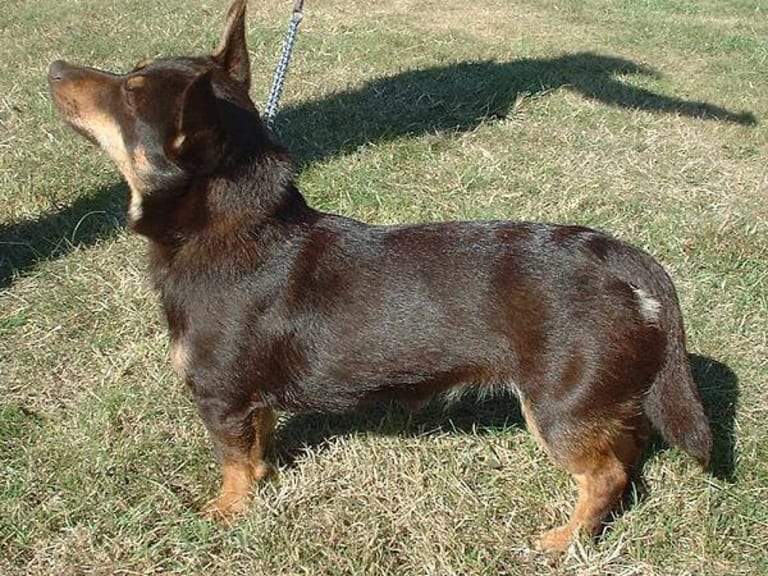 Animalcompaniets