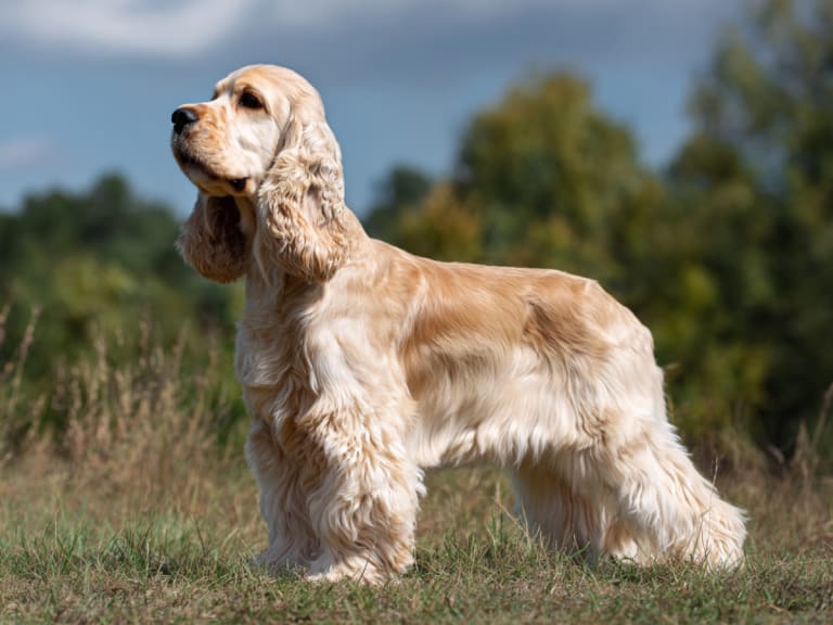 Amerikansk cocker spaniel