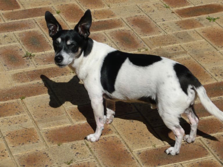 Tenterfield terrier