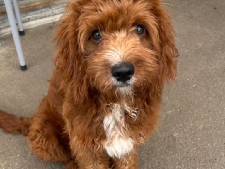 Cavapoo