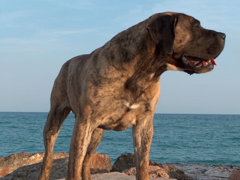 Presa canario