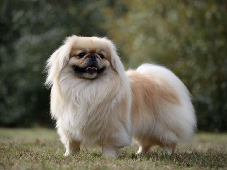 Pekingeser