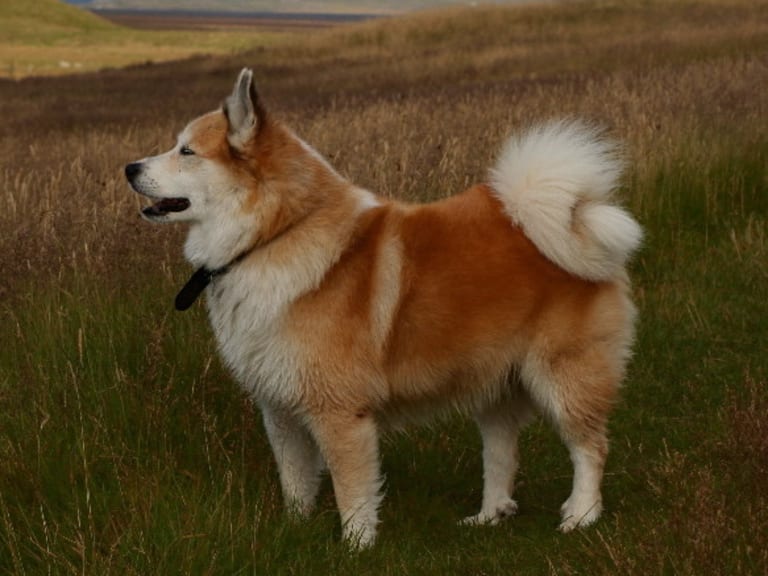 Islandsk fårehund