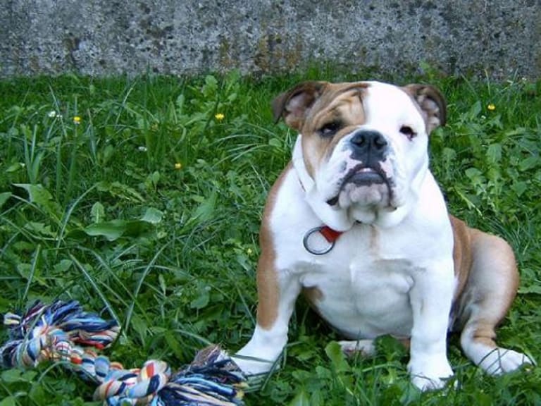 Engelsk bulldog